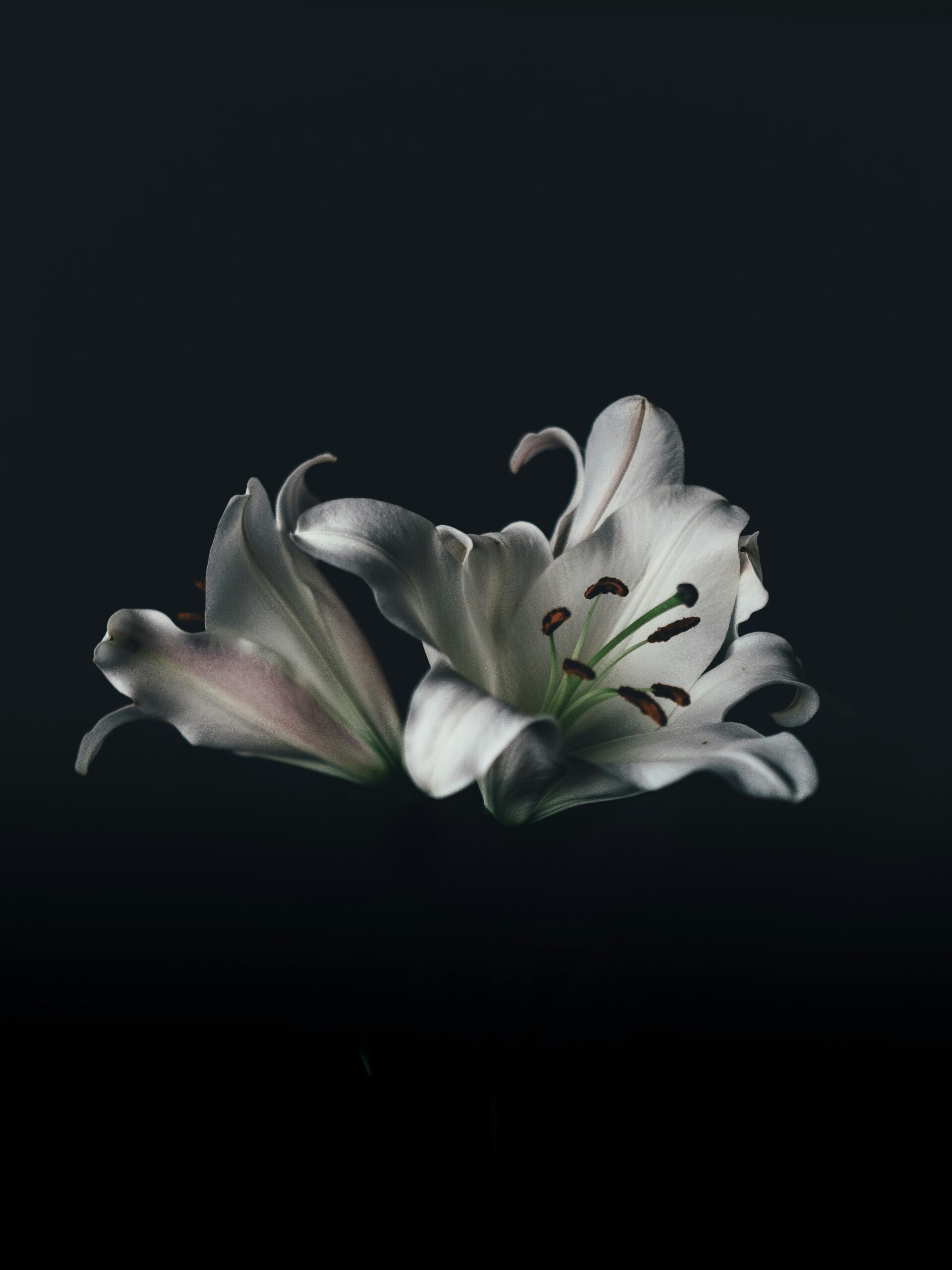 annie-spratt-38yKQLL11d8-unsplash